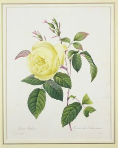 Rosa indica, gravé par Bessin, de 